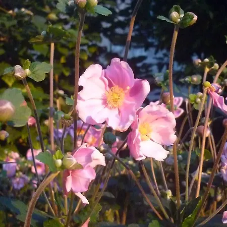 Hotel Real Castello 2*